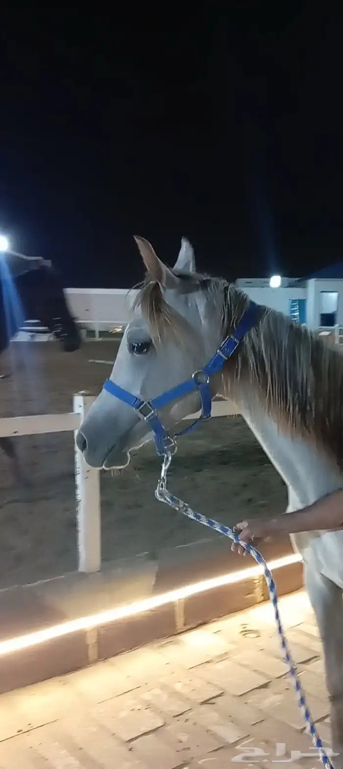 فرس عربيه ماكس بأوراق 10