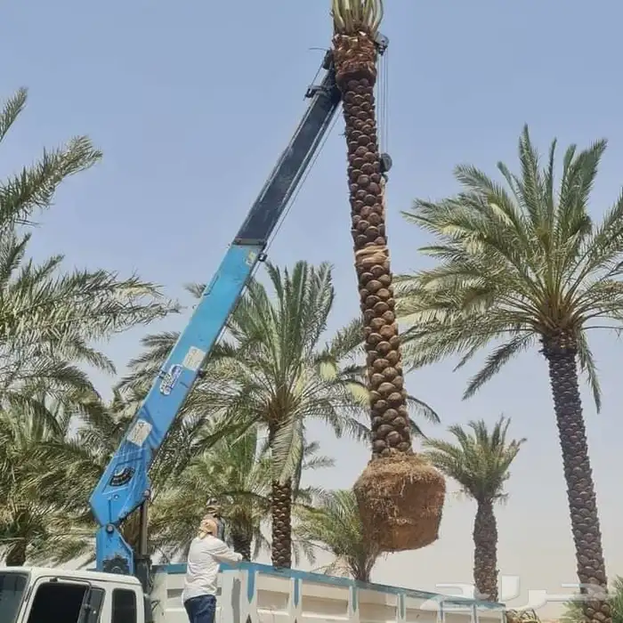 توريد وزراعه النخيل 8