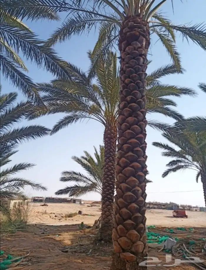 التوريد النخيل العربي والوشنطن ولملوكي والأشجار 0