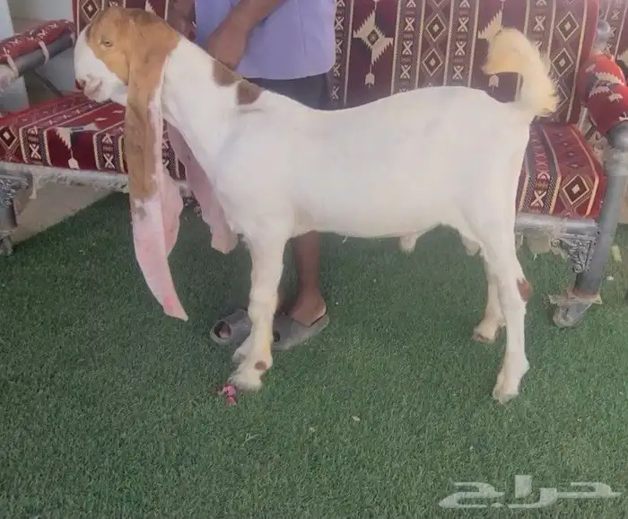 تيس حجازي هولندي من النوادر خصم فاخر 5