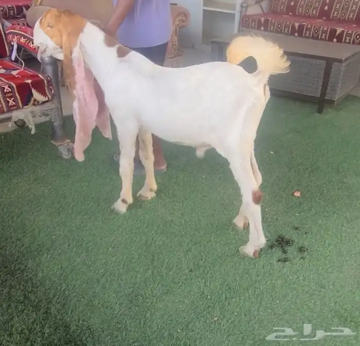 تيس حجازي هولندي من النوادر خصم فاخر 0
