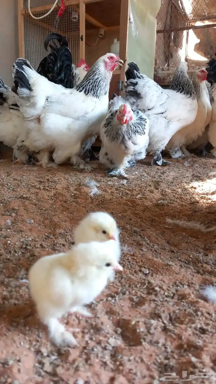 صيصان براهما كولومبي اصل 1