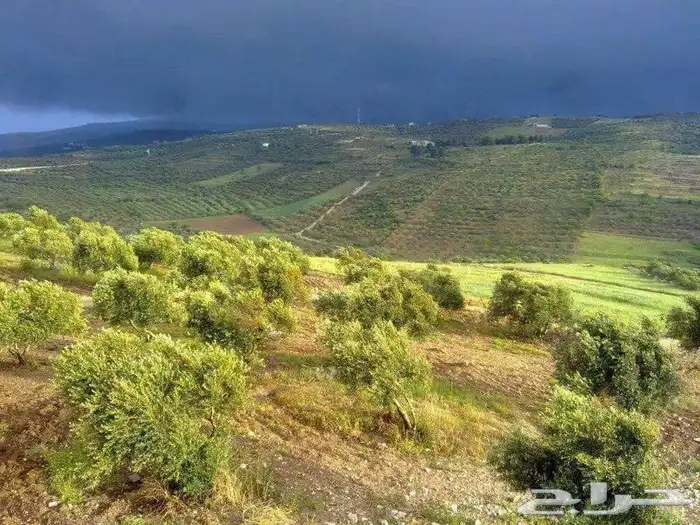 زيت زيتون عالي الجودة معصور على البارد فاخر للغاية 1