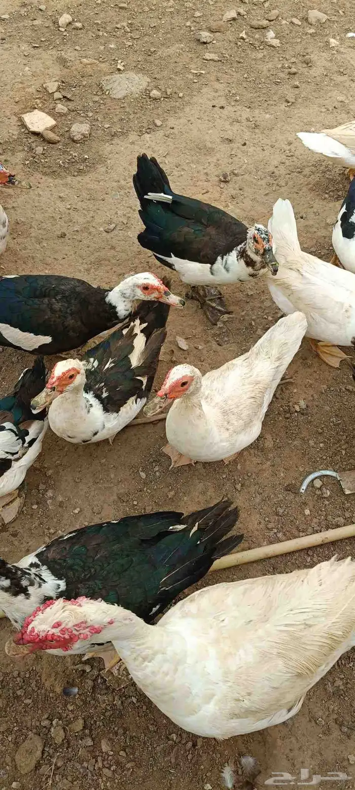 بط للبيع 0