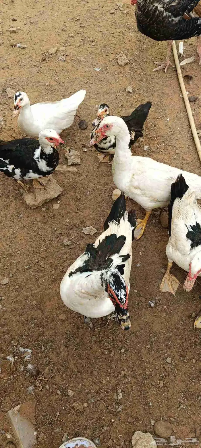 بط للبيع 3