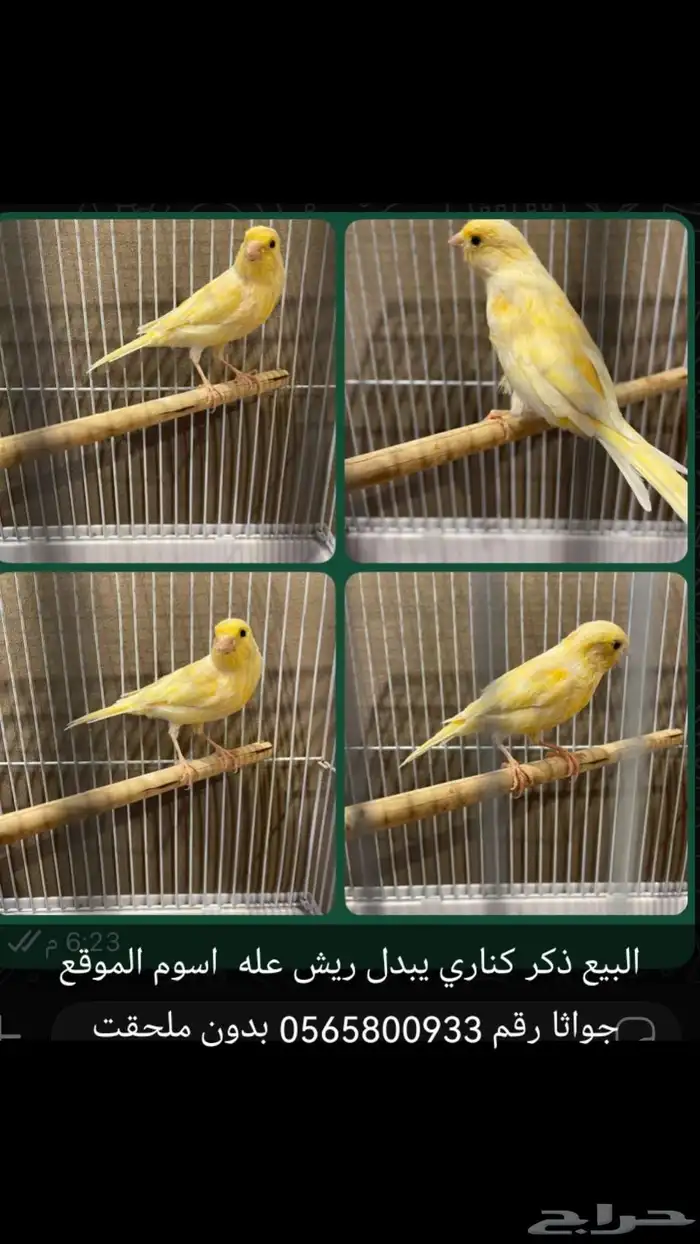البيع كناري ذكر سوري يبدل ريش بدون ملحقت الموقع جواثا رقم 0