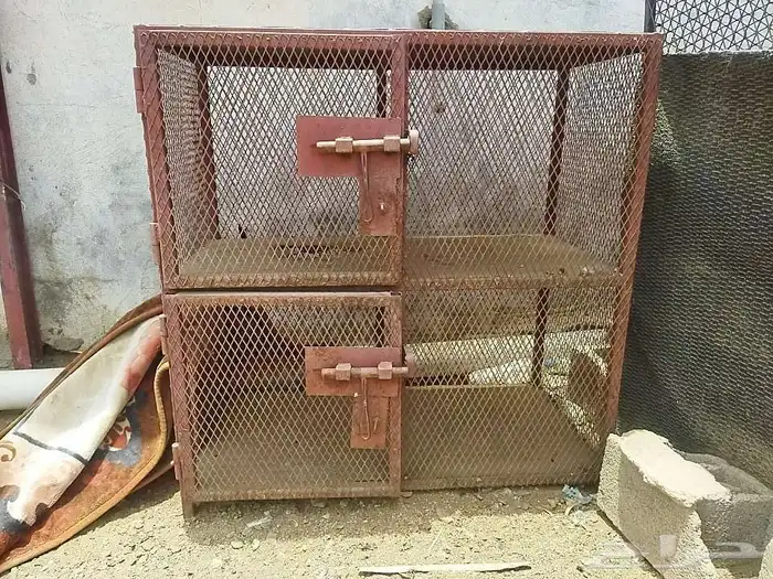 شبوك دجاج 6