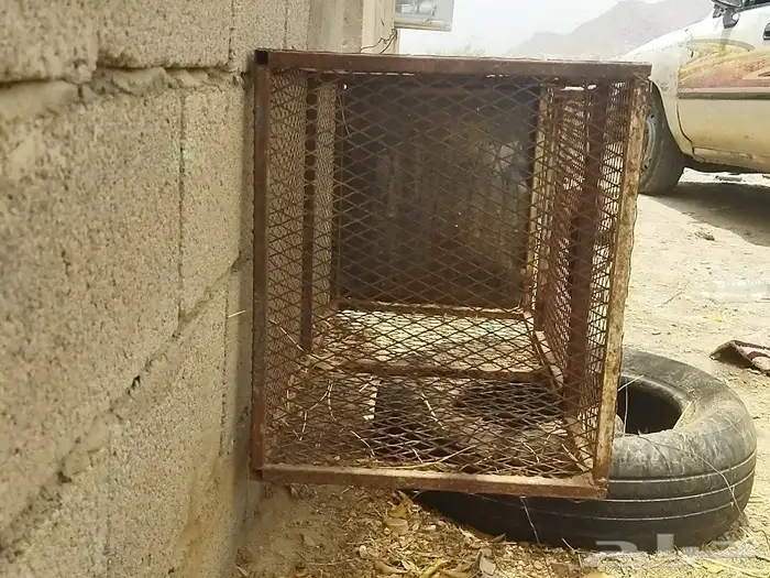 شبوك دجاج 1