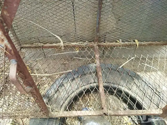 شبوك دجاج 2