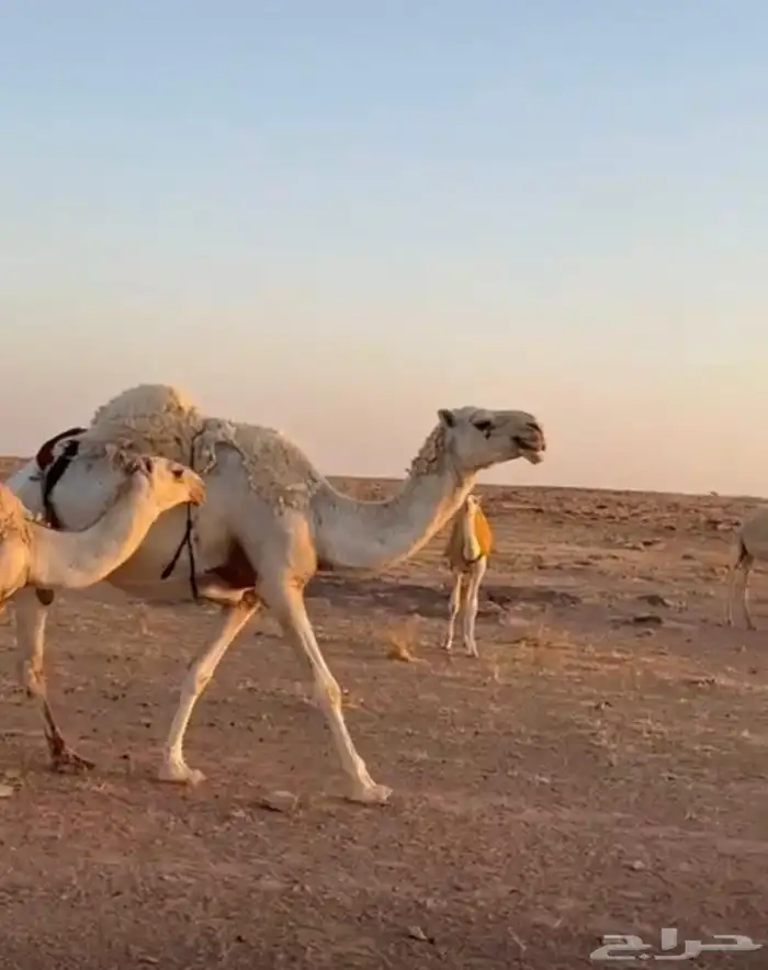 خلفه عونيه تحتها قعود سليمه عليها سوم 13.000 الف 0