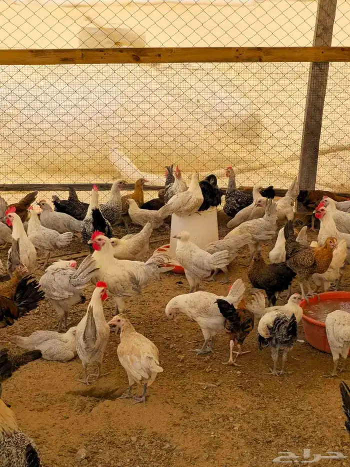 دجاج فيومي المونيوم بشاير اكبرمن 3 شهور 22