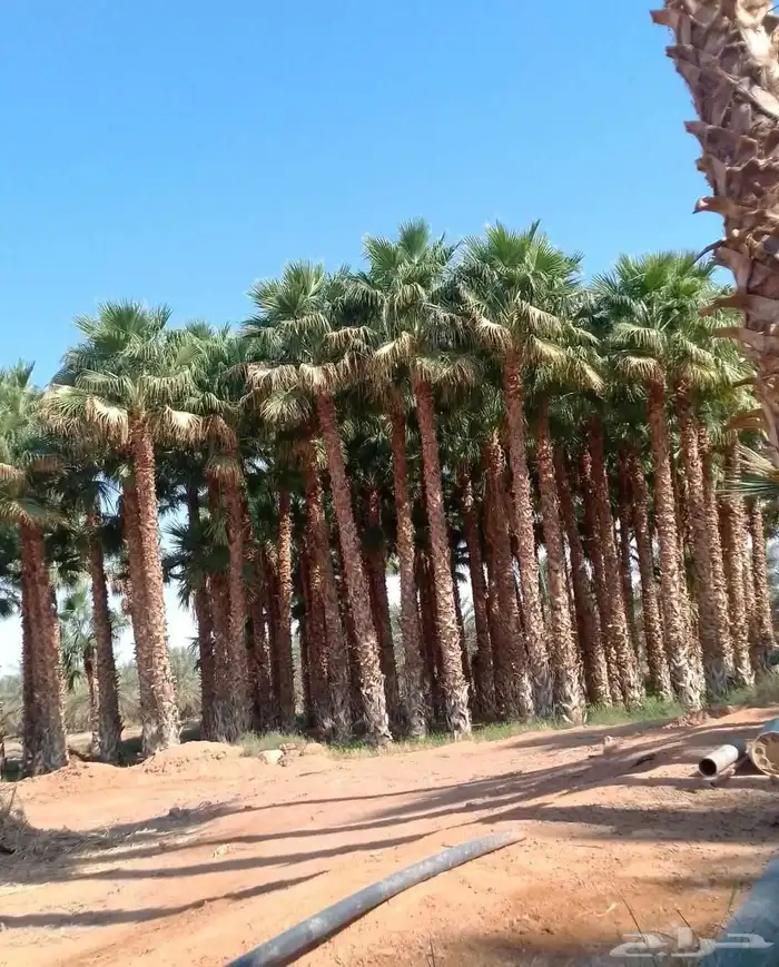 يوجد لدينا جميع انواع الأشجار التوصل علا 1