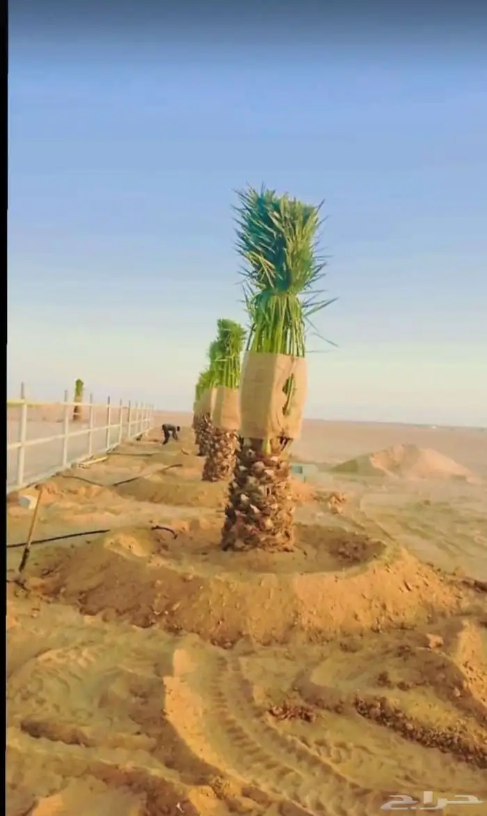 نخيل واشنطن ونخيل عربي 6