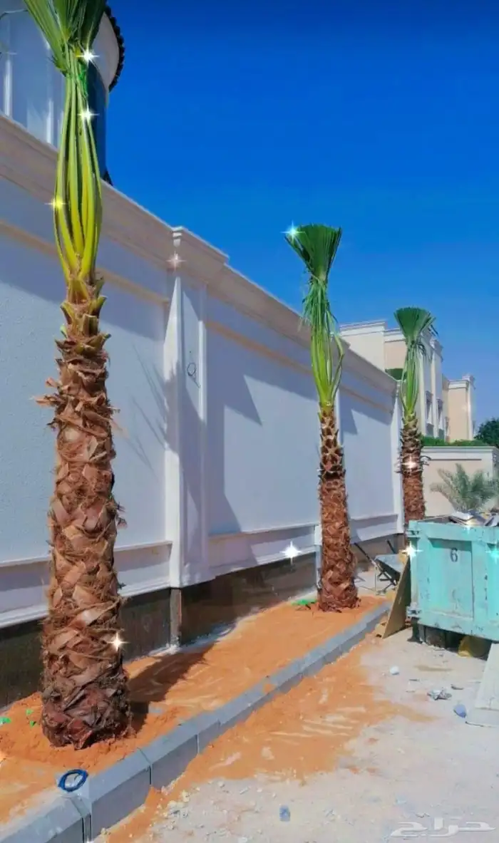نخيل واشنطن ونخيل عربي 2