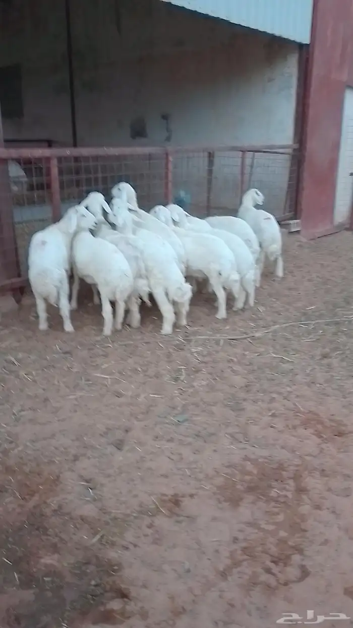 حري 11 فيها رخل وحده فقط ( تم البيع ) 0