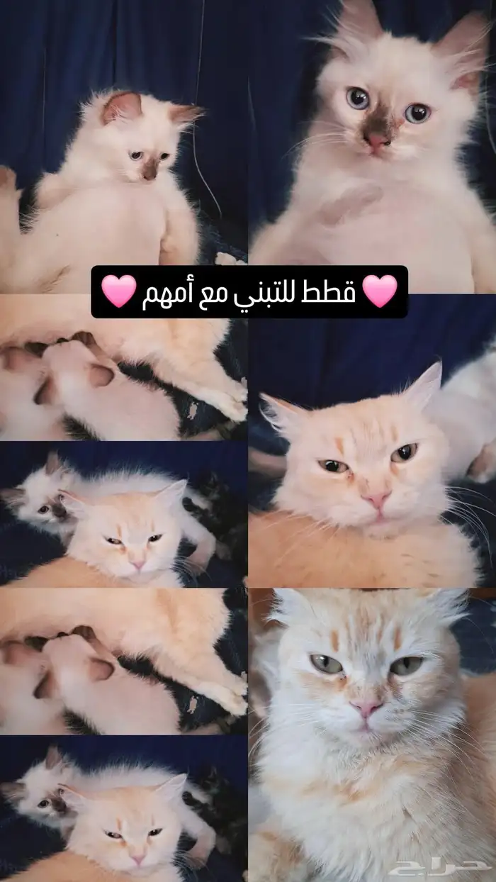 قطط للتبني مع أمهم 0