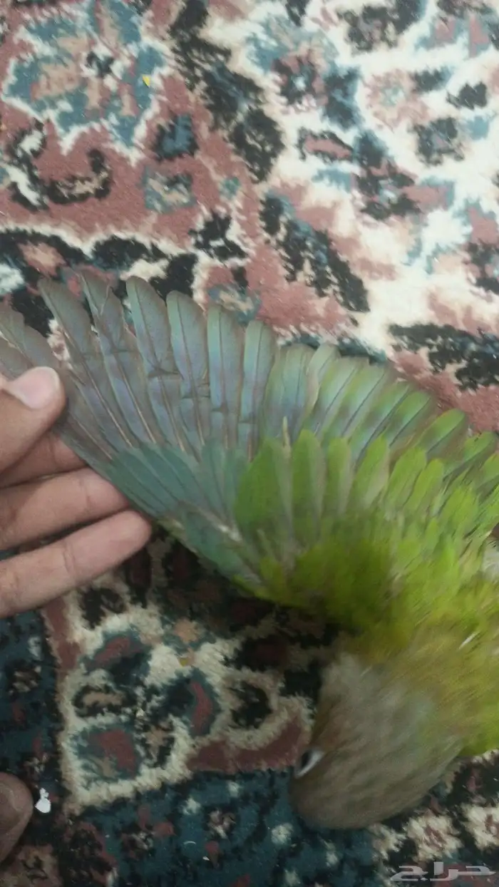 السلام عليكم للبيع كنيور اناناس العدد 1 العمر من 4إلى 5شه 0