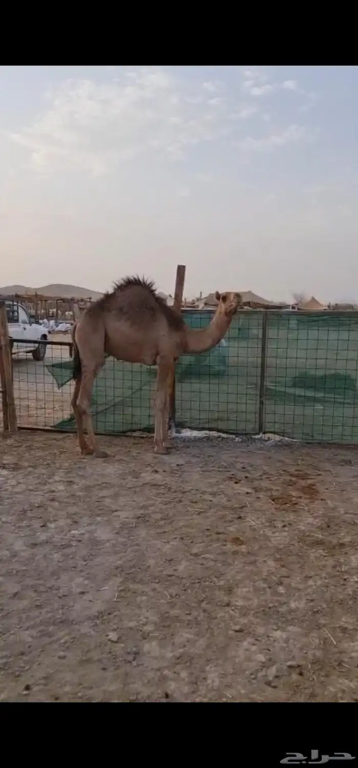 قعود لباني للبيع ( تم البيع ) 0