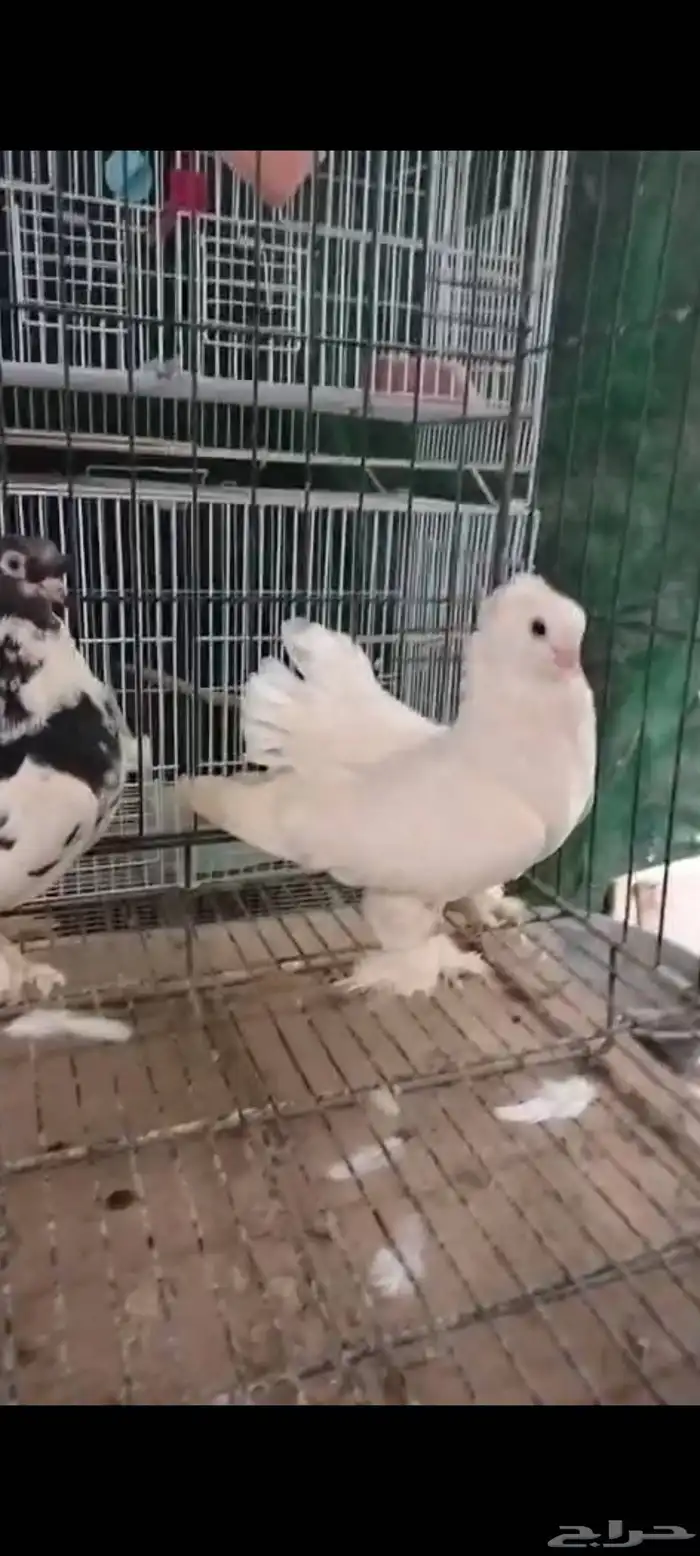 تم البيع 3