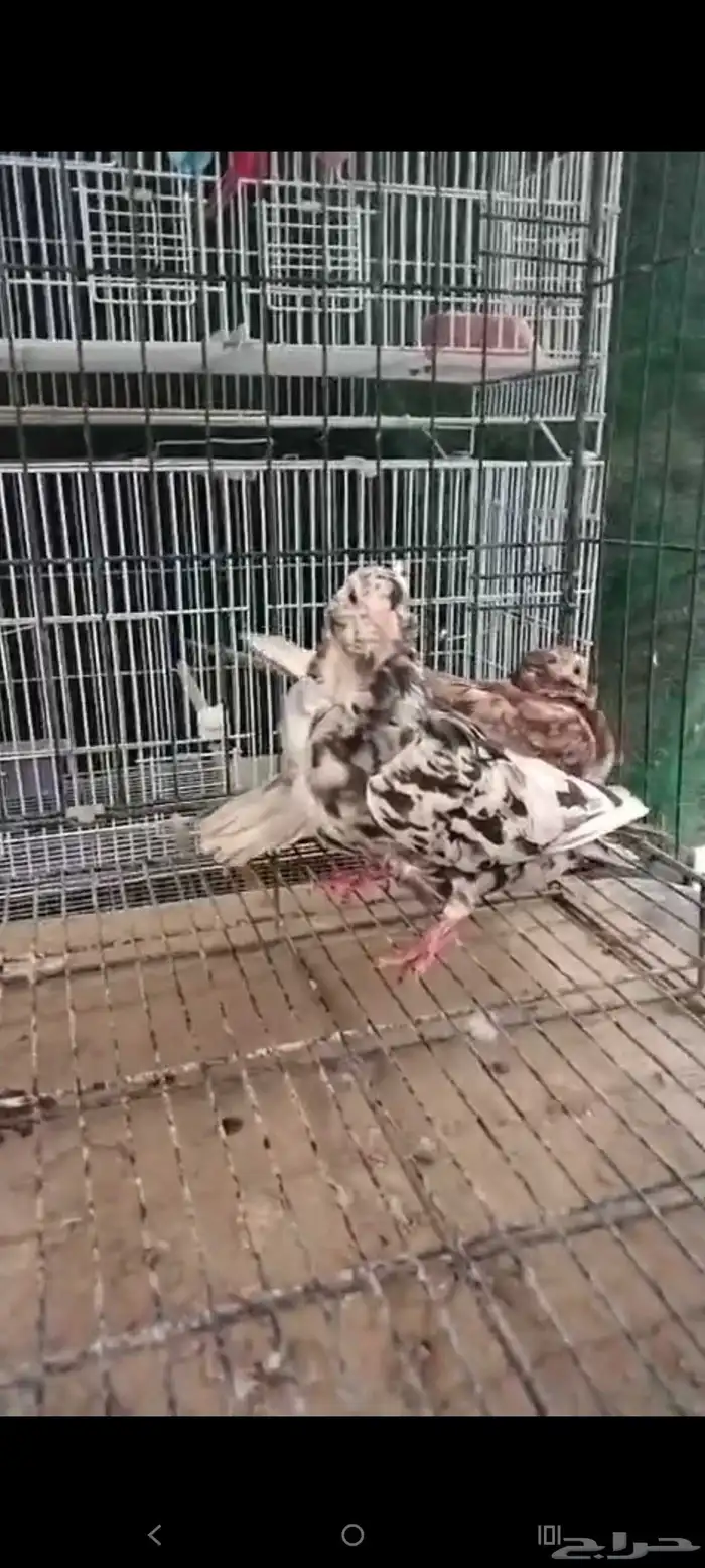 تم البيع 4