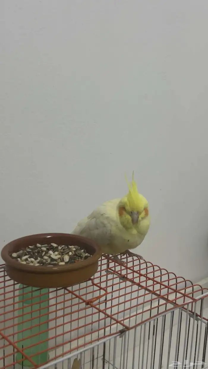 ممتاز ونظيف ولا يعني من الي مرض على سوم انثى 0