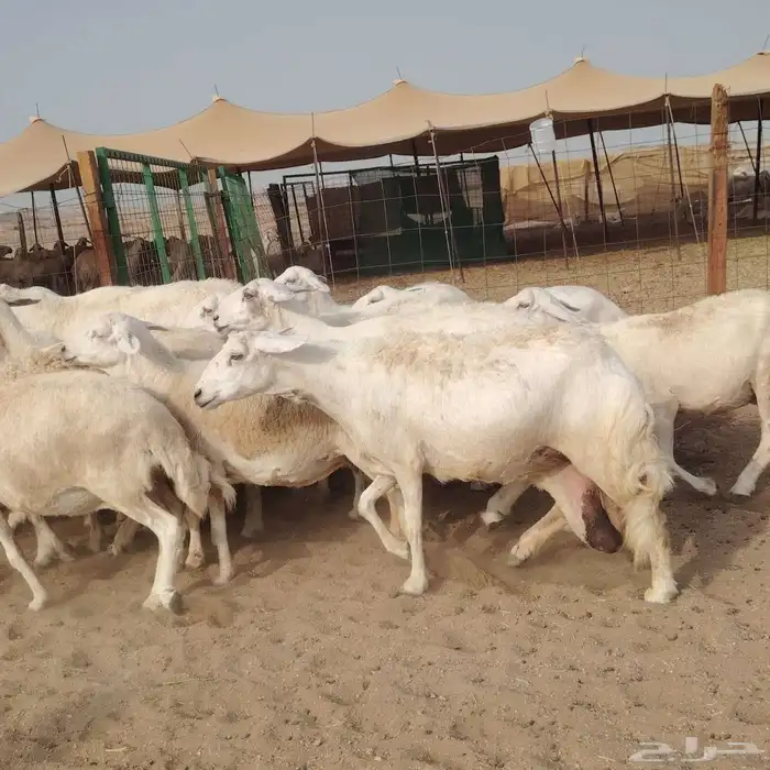 ضان حريات دفيع مفاصيل بتولد شرط 21معه الفحل 1