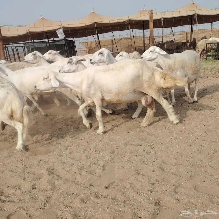 ضان حريات دفيع مفاصيل بتولد شرط 21معه الفحل 6