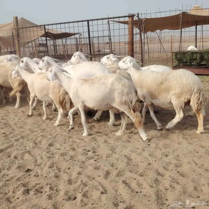 ضان حريات دفيع مفاصيل بتولد شرط 21معه الفحل 8