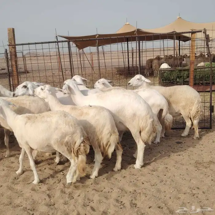 ضان حريات دفيع مفاصيل بتولد شرط 21معه الفحل 2