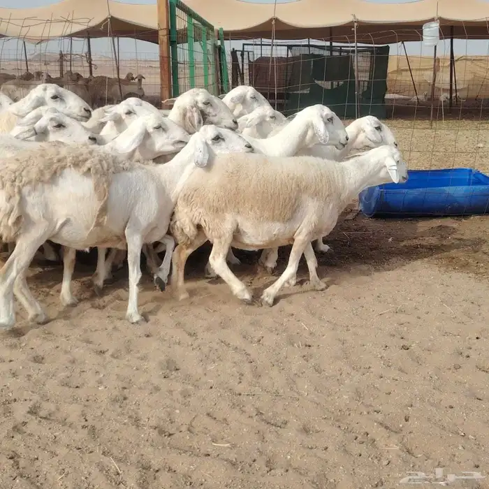 ضان حريات دفيع مفاصيل بتولد شرط 21معه الفحل 7