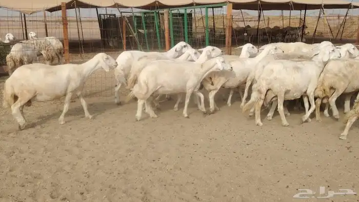 ضان حريات دفيع مفاصيل بتولد شرط 21معه الفحل 3