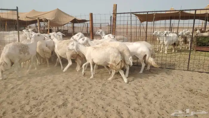 ضان حريات دفيع مفاصيل بتولد شرط 21معه الفحل 4