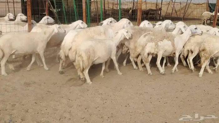 ضان حريات دفيع مفاصيل بتولد شرط 21معه الفحل 0