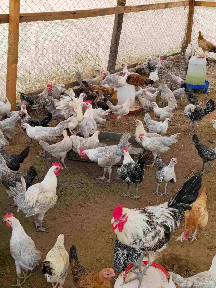 دجاج فيومي المونيوم بشاير اكبرمن 3 شهور 28