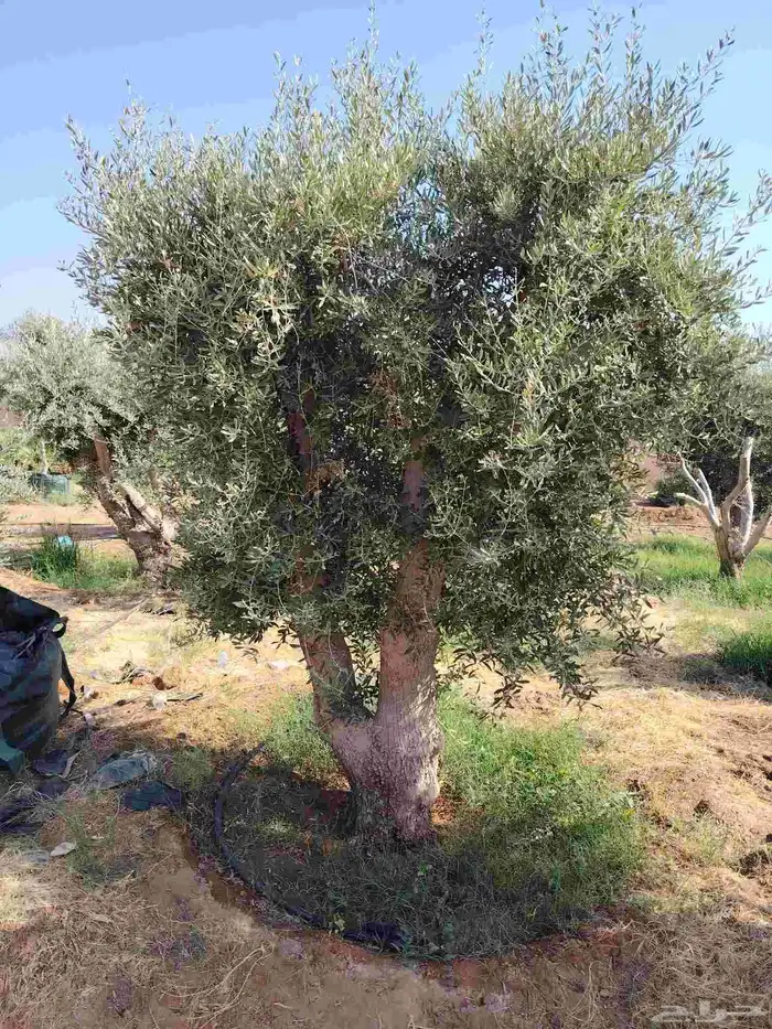 يوجد لدينا جميع انواع الأشجار التوصل علا 6