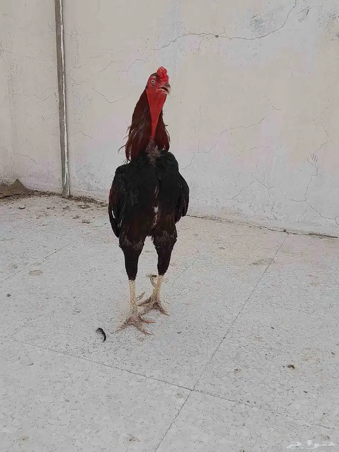 دجاج باكستاني بيع مستعجل 7