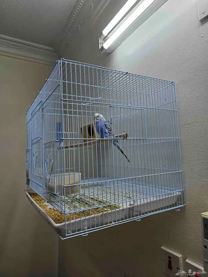 طير حب دكر مع القفص 0