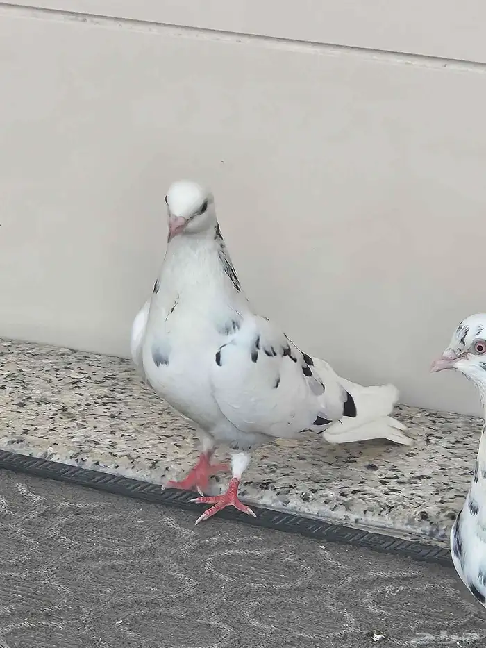 حمام قطيفي جو بفروخمهم 14