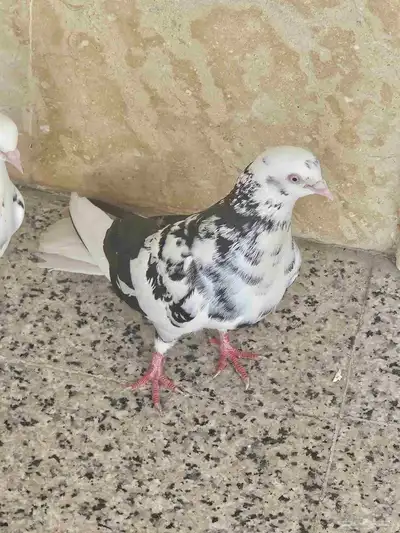 حمام قطيفي جو بفروخمهم index