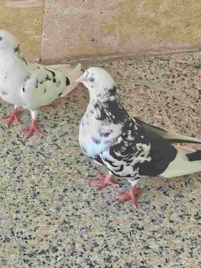 حمام قطيفي جو بفروخمهم index
