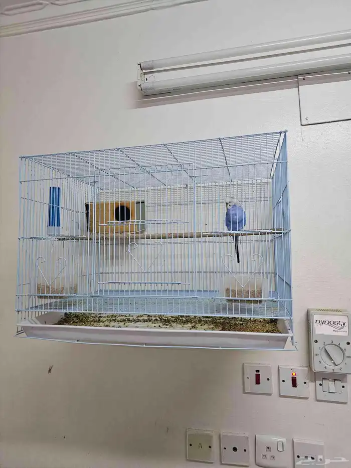 طير حب دكر مع القفص 1