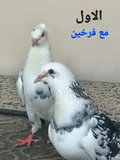 حمام قطيفي جو بفروخمهم index