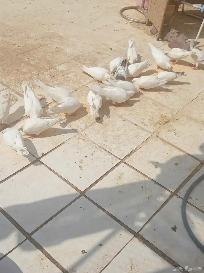 حمام للبيع 0