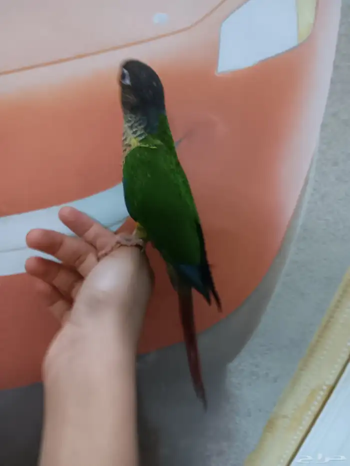 كنيور هدد للبيع 2