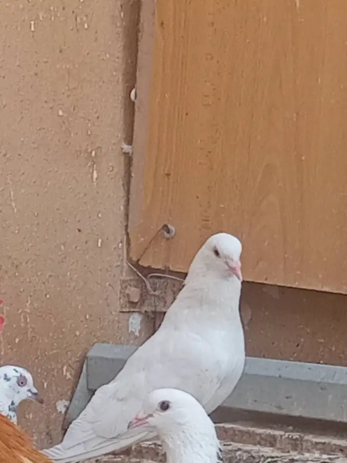 حمام للبيع 5