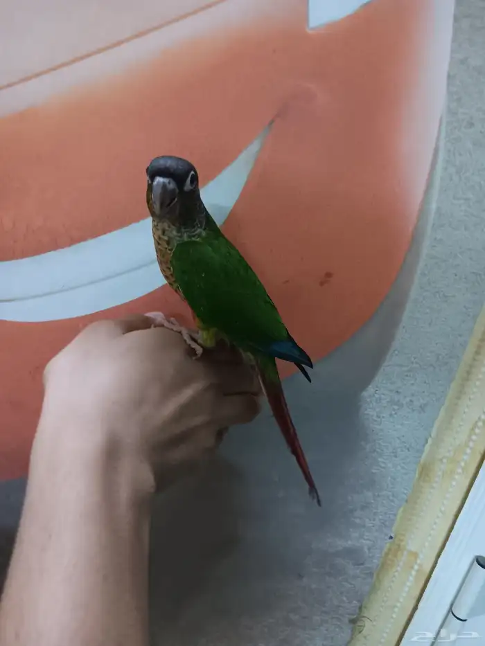 كنيور هدد للبيع 0