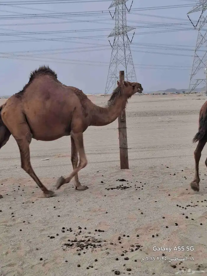 ملاقي بشرايح حمر سواحل للبيع 4