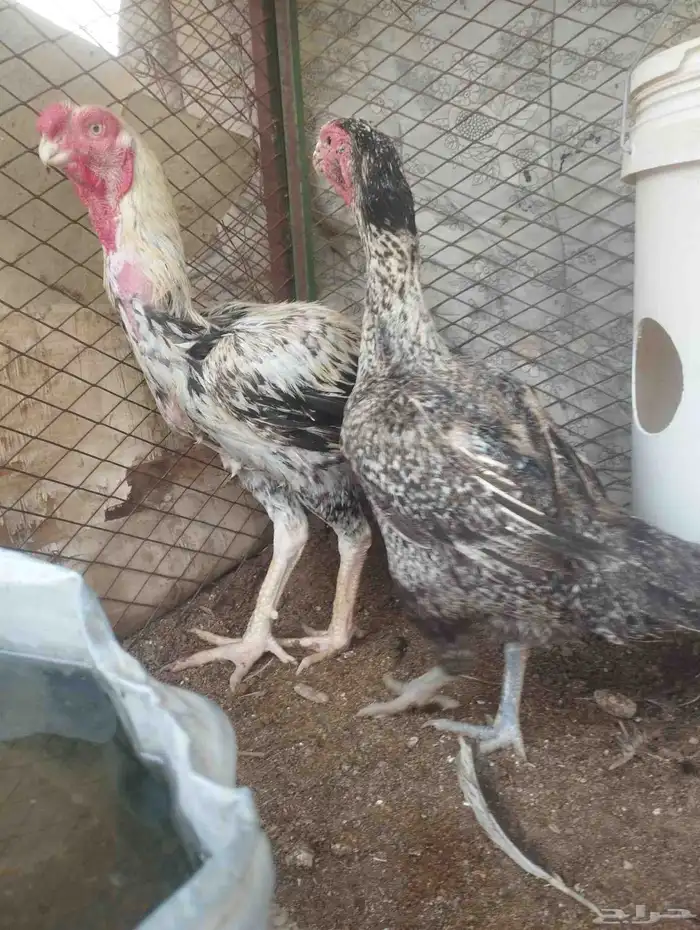 دجاج فارسي 0