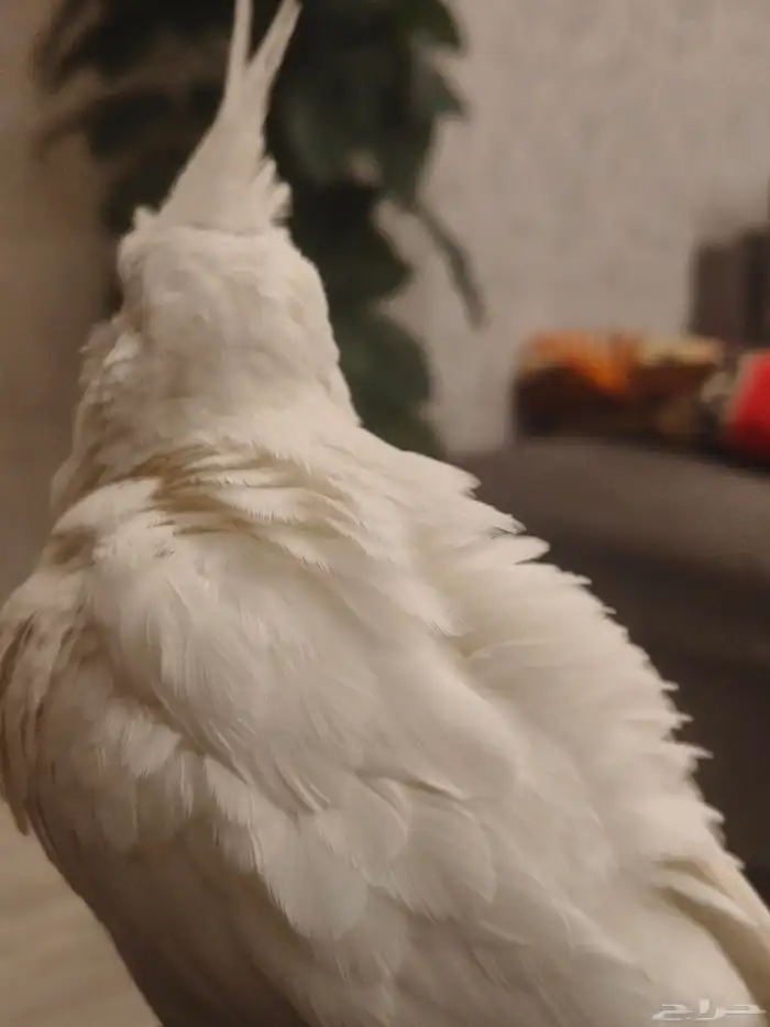 ((تم البيع))كروان البينو الييف وهدد ومغرد(مغني) 7