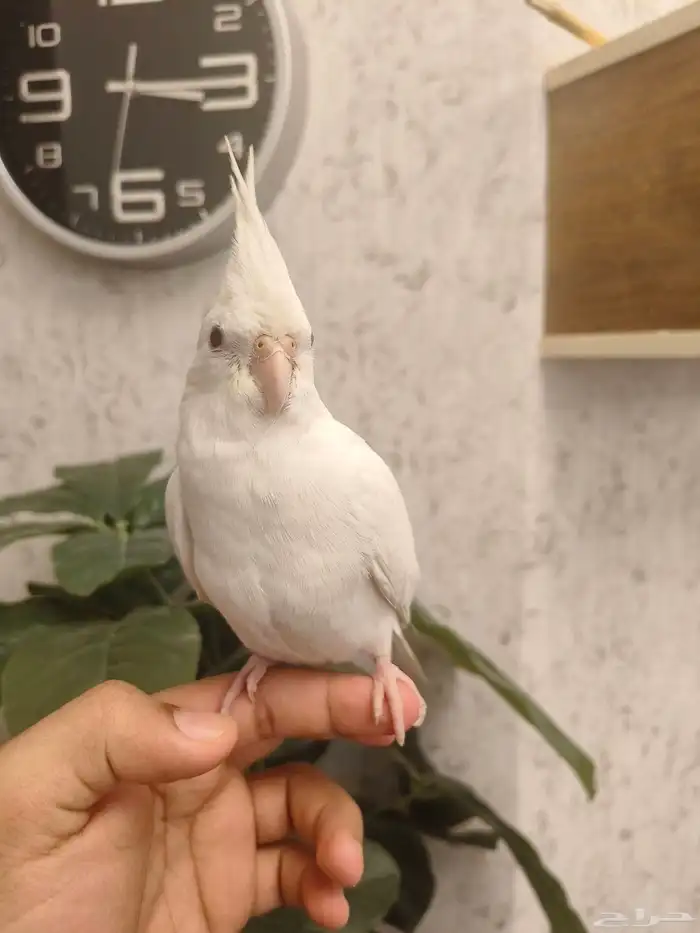 ((تم البيع))كروان البينو الييف وهدد ومغرد(مغني) 0